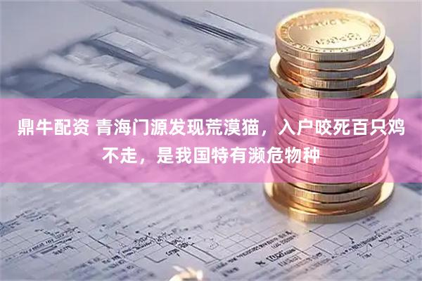 鼎牛配资 青海门源发现荒漠猫，入户咬死百只鸡不走，是我国特有濒危物种