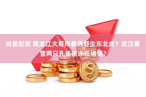 尚盈配资 黑龙江大哥珲春遇野生东北虎？武汉暴雪两只孔雀被冻在墙顶？