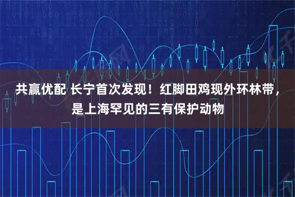 共赢优配 长宁首次发现！红脚田鸡现外环林带，是上海罕见的三有保护动物